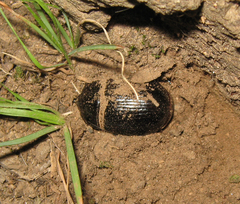 Xyloryctes jamaicensis