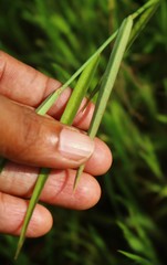 Crotalaria lutescens