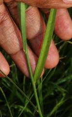 Crotalaria lutescens