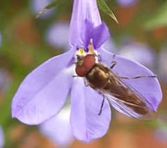 Platycheirus albimanus