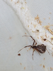 Episinus angulatus