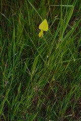 Crotalaria lutescens