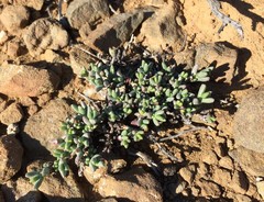 Rhinephyllum graniforme