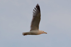 Larus fuscus barabensis