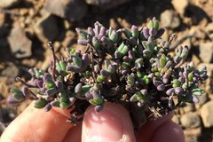 Rhinephyllum graniforme