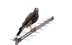 Parabuteo unicinctus