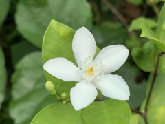 Wrightia antidysenterica