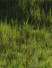 Crotalaria lutescens