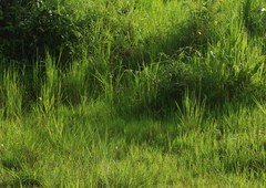 Crotalaria lutescens