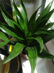 Dracaena fragrans compacta