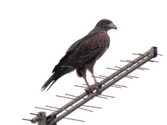 Parabuteo unicinctus