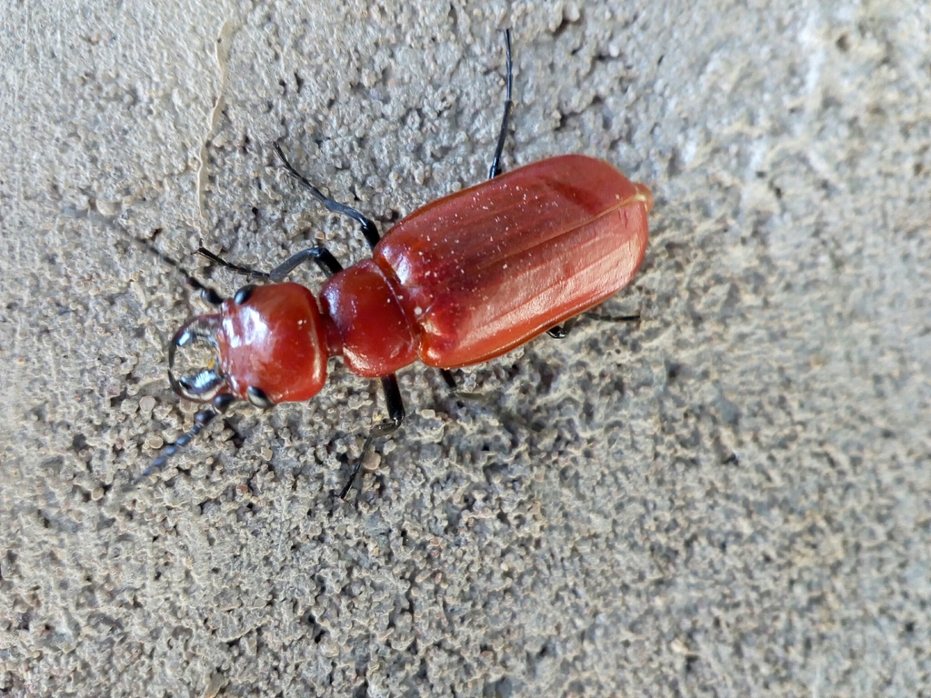 Synhoria cephalotes