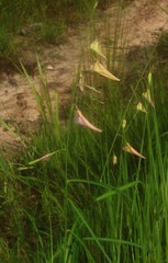 Crotalaria lutescens