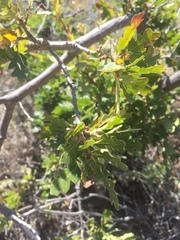 Quercus × macdonaldii