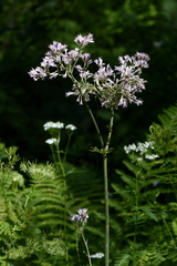 Adenostyles alliariae