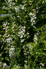 Vicia sylvatica