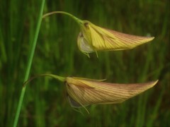 Crotalaria lutescens