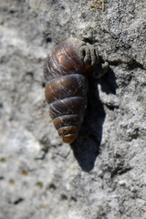Chondrinidae