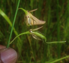 Crotalaria lutescens