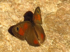 Cassionympha detecta