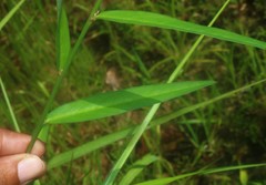 Crotalaria lutescens