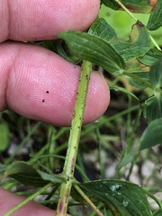Hypericum × desetangsii