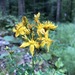 Des Etangs' St John's-Wort - Photo (c) Thomas Ebner, some rights reserved (CC BY), uploaded by Thomas Ebner