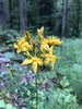 Des Etangs' St John's-Wort - Photo (c) Thomas Ebner, some rights reserved (CC BY), uploaded by Thomas Ebner