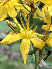 Hypericum × desetangsii