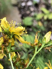 Hypericum × desetangsii