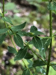 Hypericum × desetangsii
