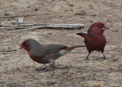 Lagonosticta rufopicta