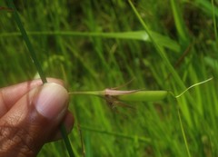 Crotalaria lutescens