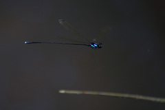 Nososticta flavipennis