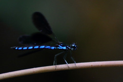 Rhinocypha frontalis