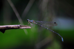 Protosticta coomansi