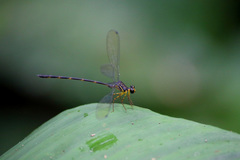 Celebargiolestes cinctus