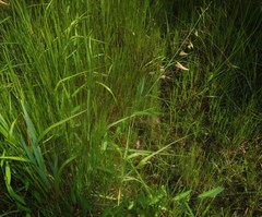 Crotalaria lutescens