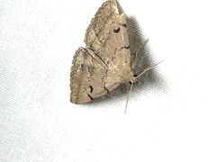 Zanclognatha laevigata