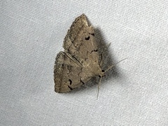 Zanclognatha laevigata