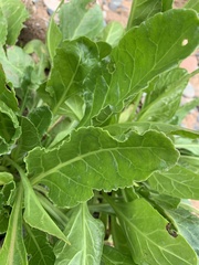 Lactuca sativa