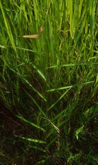 Crotalaria lutescens