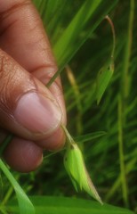 Crotalaria lutescens