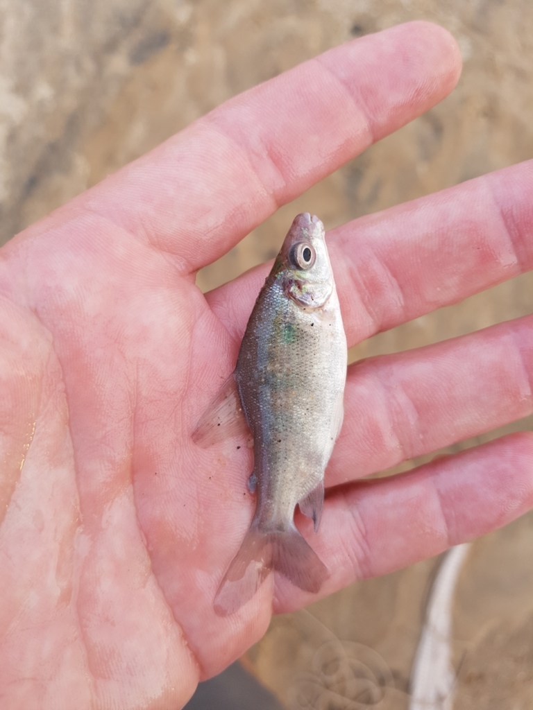 Peters' distichodus (Distichodus petersii) — Distichodontidae