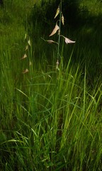 Crotalaria lutescens