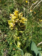 Gentiana lutea symphyandra