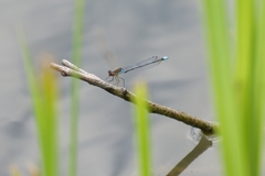 Erythromma