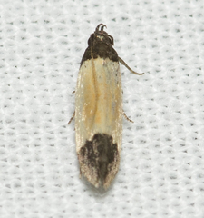 Anacampsis coverdalella