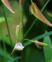 Crotalaria lutescens