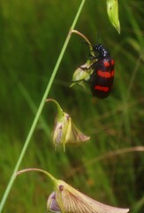Crotalaria lutescens